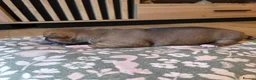 Staffordshire Bull Terrier dogs for sale: Staffordshire bull terier red puppies  - Advert 8