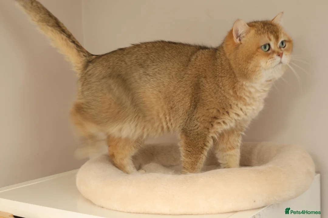 British Shorthair cats for stud: British shorthair Gold Ny12 in Nottingham - Advert 2