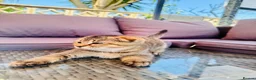 Scottish Fold cats for sale: ✨ Kittens Looking for Forever Homes ✨ - Advert 30