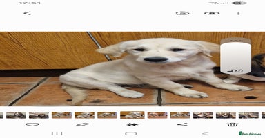 Golden Retriever dogs - Advert 1