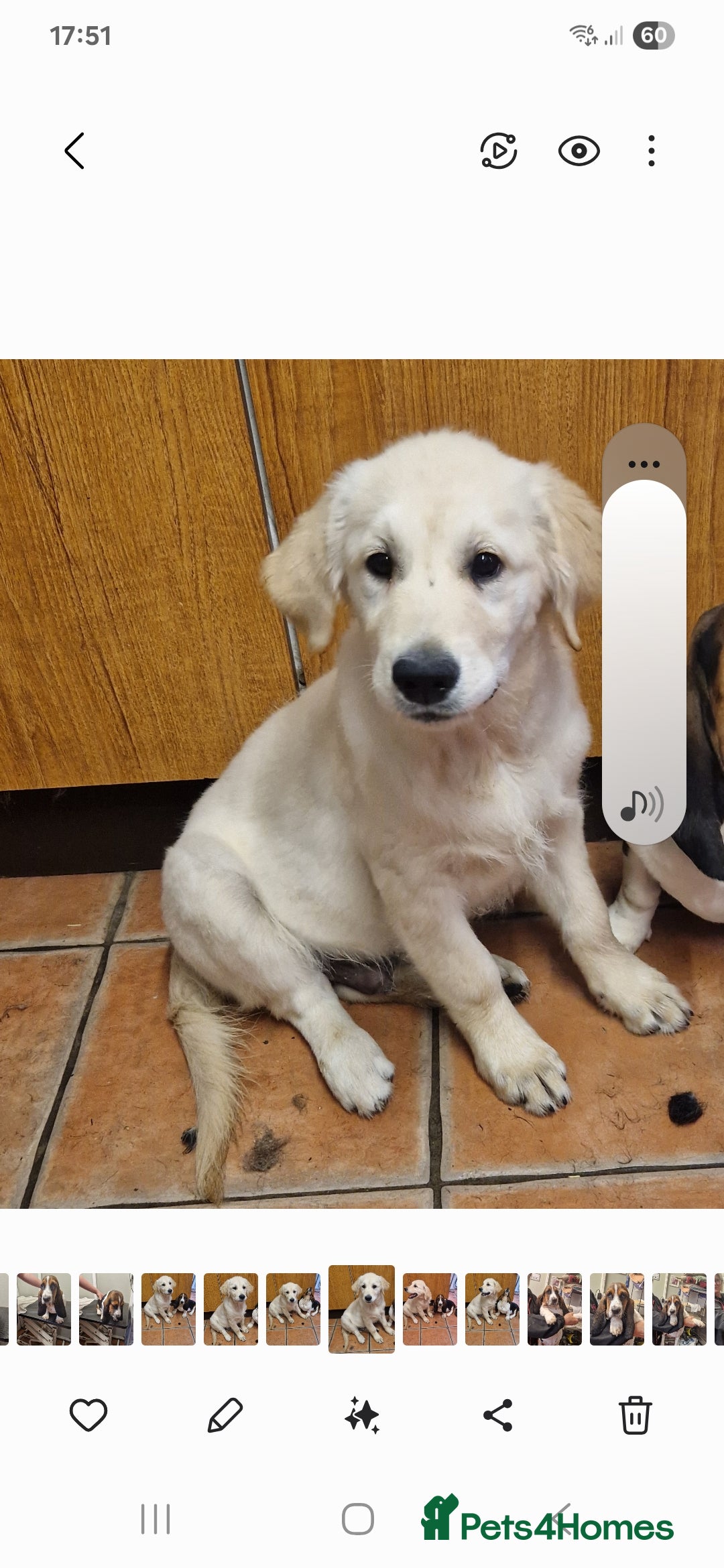 Golden Retriever dogs for sale: Kc Registered Boy - Image 2