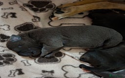 Staffordshire Bull Terrier dogs for sale: Staffy pups ready 26th august 2 brindle 3 blue - Image 39
