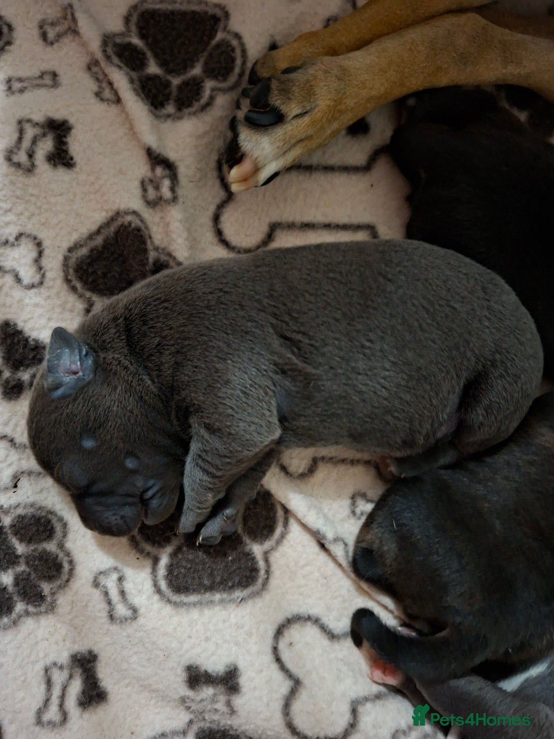 Staffordshire Bull Terrier dogs for sale: Staffy pups ready 26th august 2 brindle 3 blue - Image 39