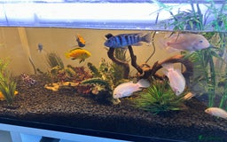 Cichlids fish for sale: Approx 25 cichlids of varying sizes  - Image 5
