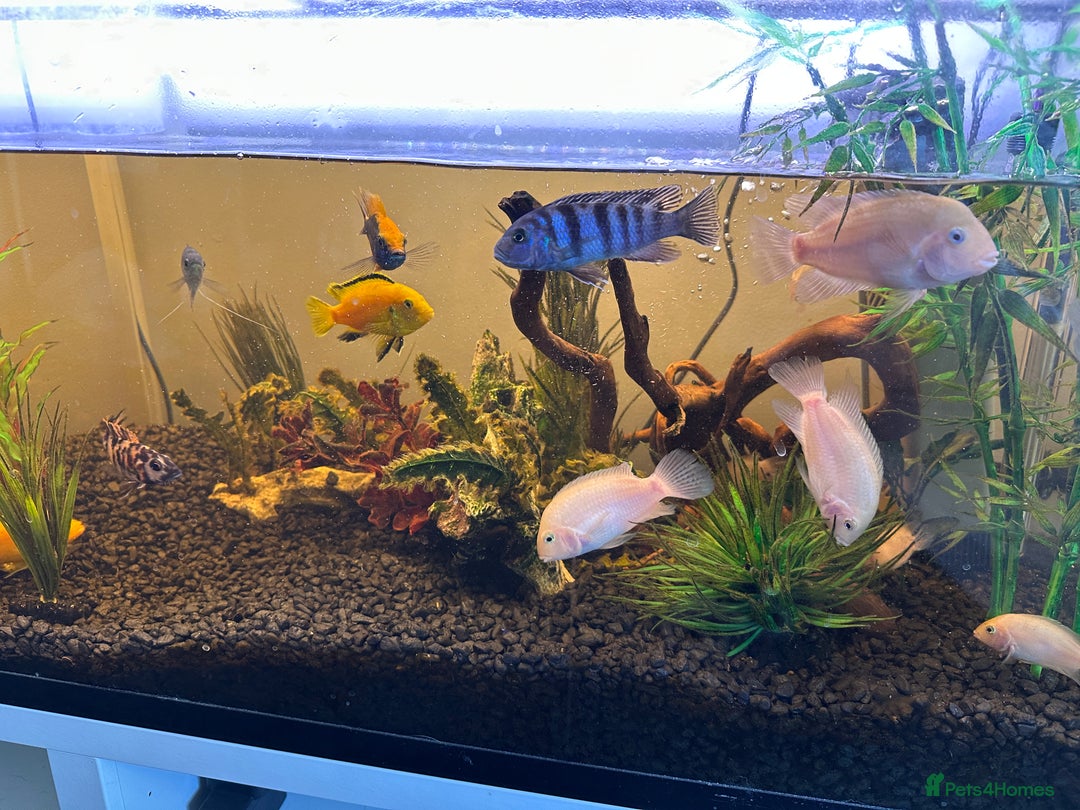 Cichlids fish for sale: Approx 25 cichlids of varying sizes  - Image 5