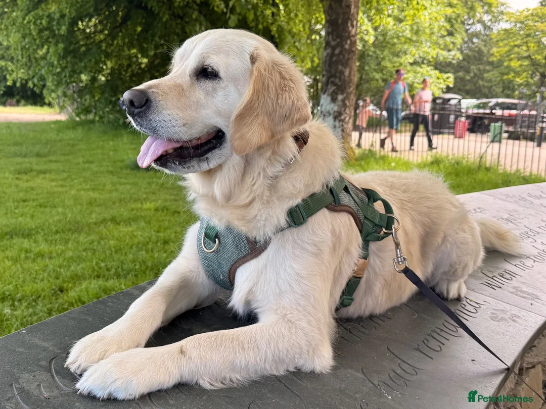 Golden Retriever dogs for sale:     KC Golden Retriever Puppies Due October - Advert 1