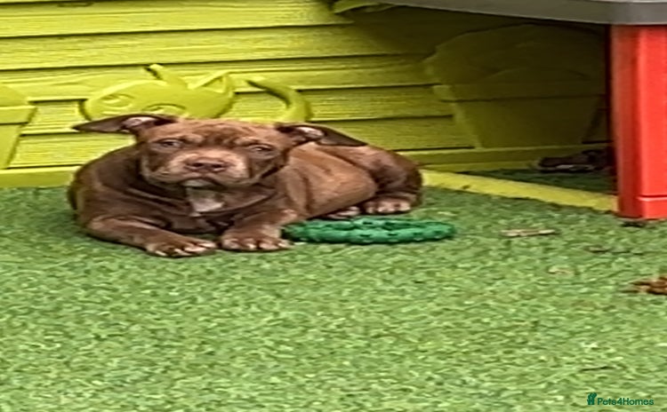 American Bully dogs - Advert 2