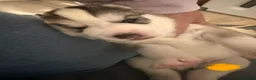 Siberian Husky dogs for sale: Siberian husky  in Corby - Advert 13