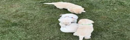 Labradoodle dogs for sale: Beautiful labradoodle puppies smart and gently in Fraserburgh - Advert 18