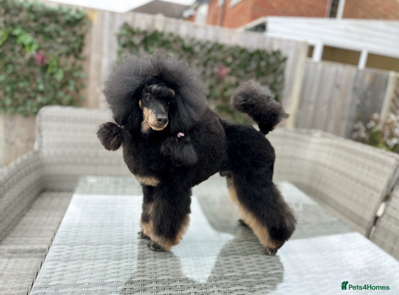 Miniature Poodle dogs Small RKC registered Miniature Phantom Poodle - Advert 4