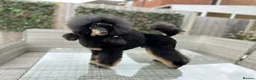 Miniature Poodle dogs for stud: Small RKC registered Miniature Phantom Poodle - Advert 4