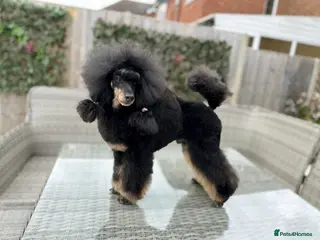 Miniature Poodle dogs Small RKC registered Miniature Phantom Poodle - Advert 4