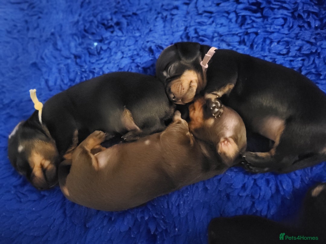 Miniature Dachshund dogs for sale: Miniature dachsund  - Image 5