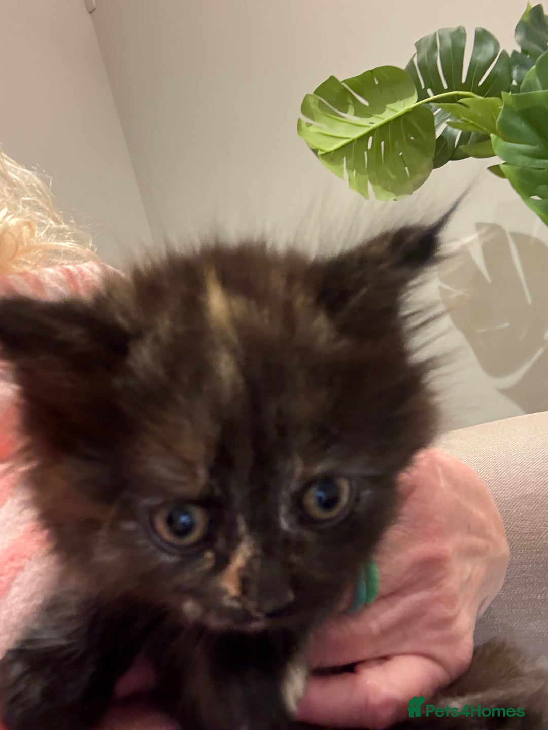 Mixed Breed cats for sale: Quarter Persian kittens  - Advert 13