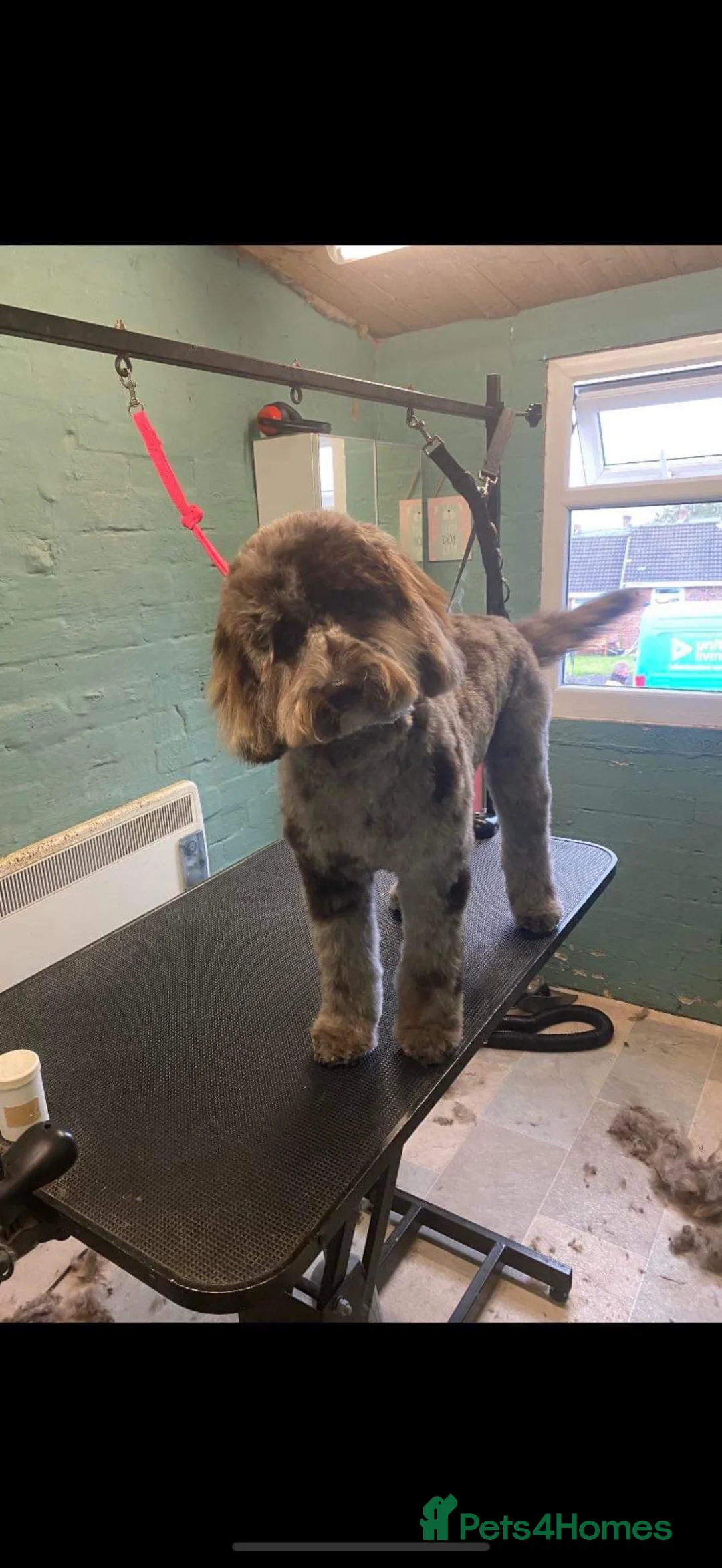 Cockapoo dogs for sale: Cockapoo puppies  - Advert 2