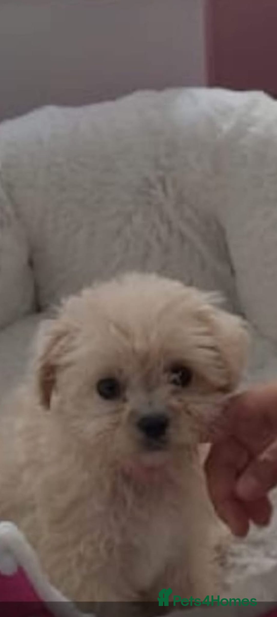 Cockapoo dogs for stud: Welcome  - Image 2
