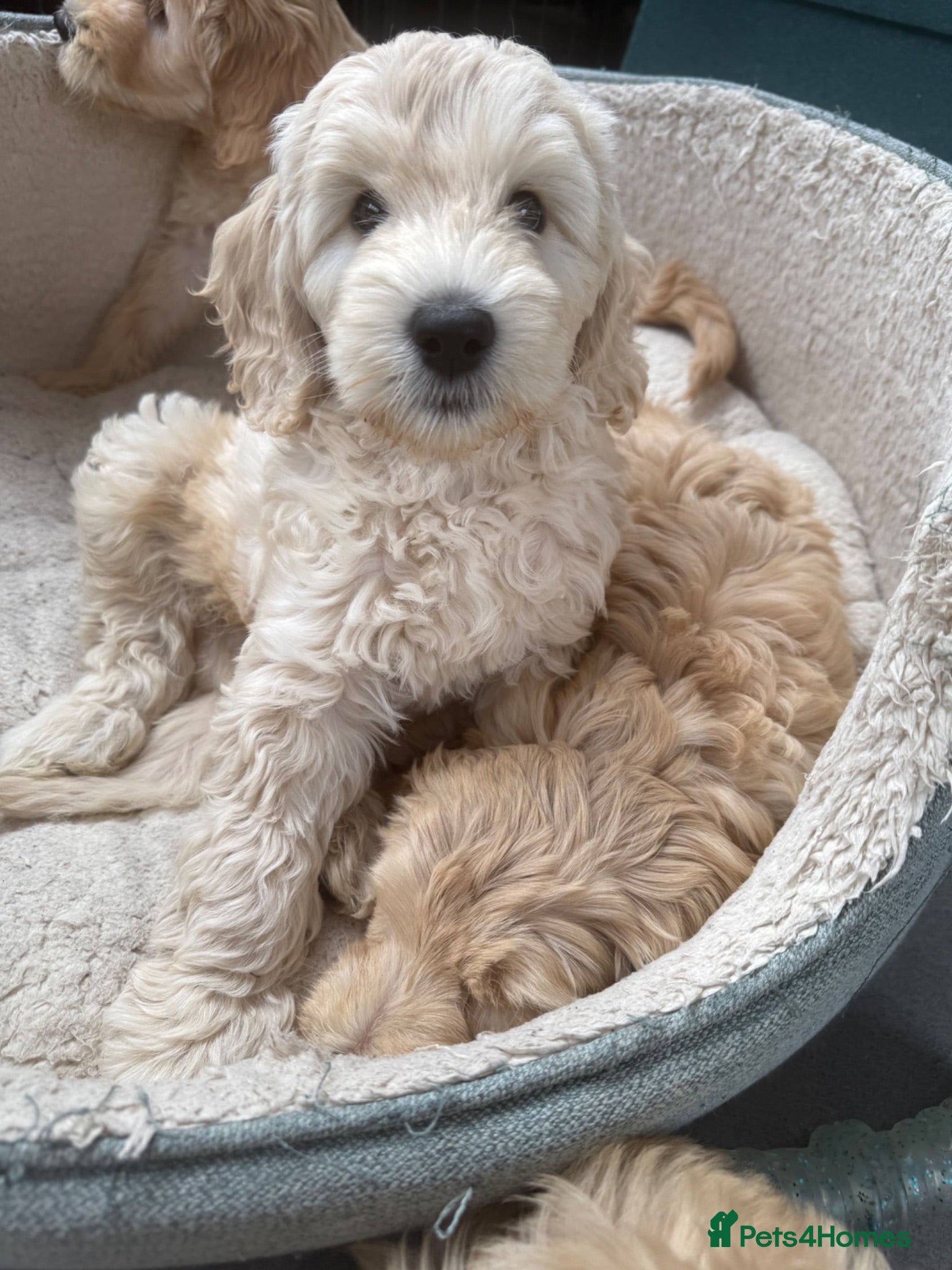 Mixed Breed dogs Multigen Double Labradoodles ( only 1 boy left ) - Advert 1