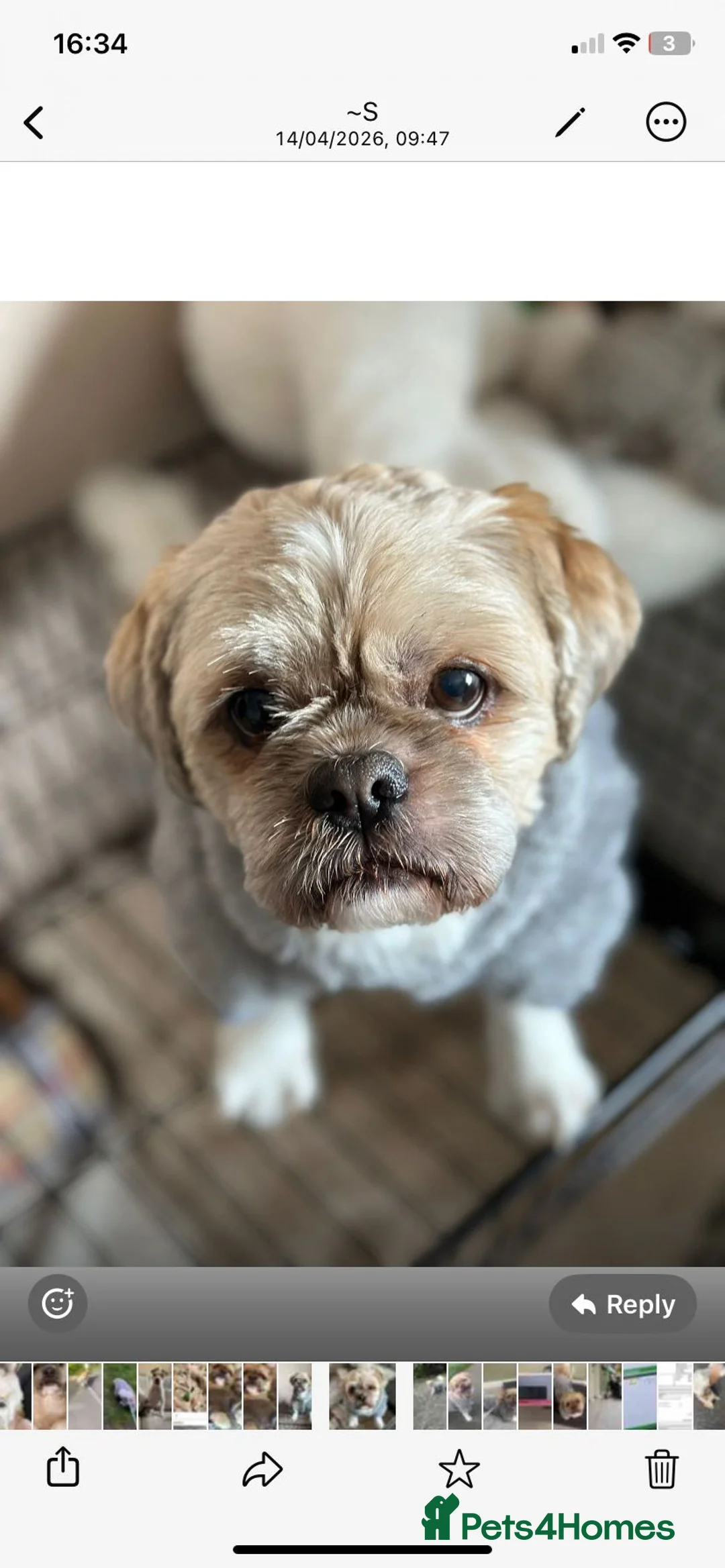 Shih Tzu dogs for adoption: Blue is our cutest shihtzu 💙 - Advert 7