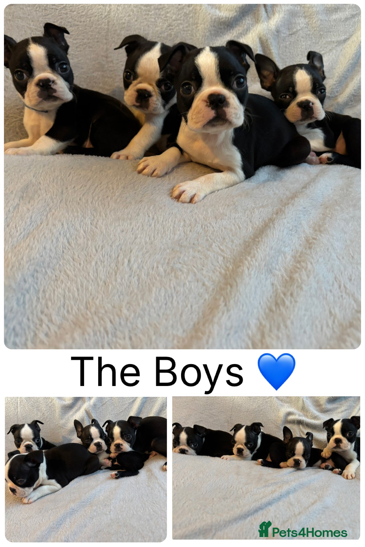 Boston Terrier dogs *Last 3 Boys* Beautiful Boston Terrier Puppies  - Advert 1
