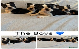 Boston Terrier dogs for sale: Beautiful Boston Terrier Puppies  - Image 2