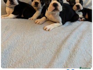 Boston Terrier dogs *Last 3 Boys* Beautiful Boston Terrier Puppies - Advert 4