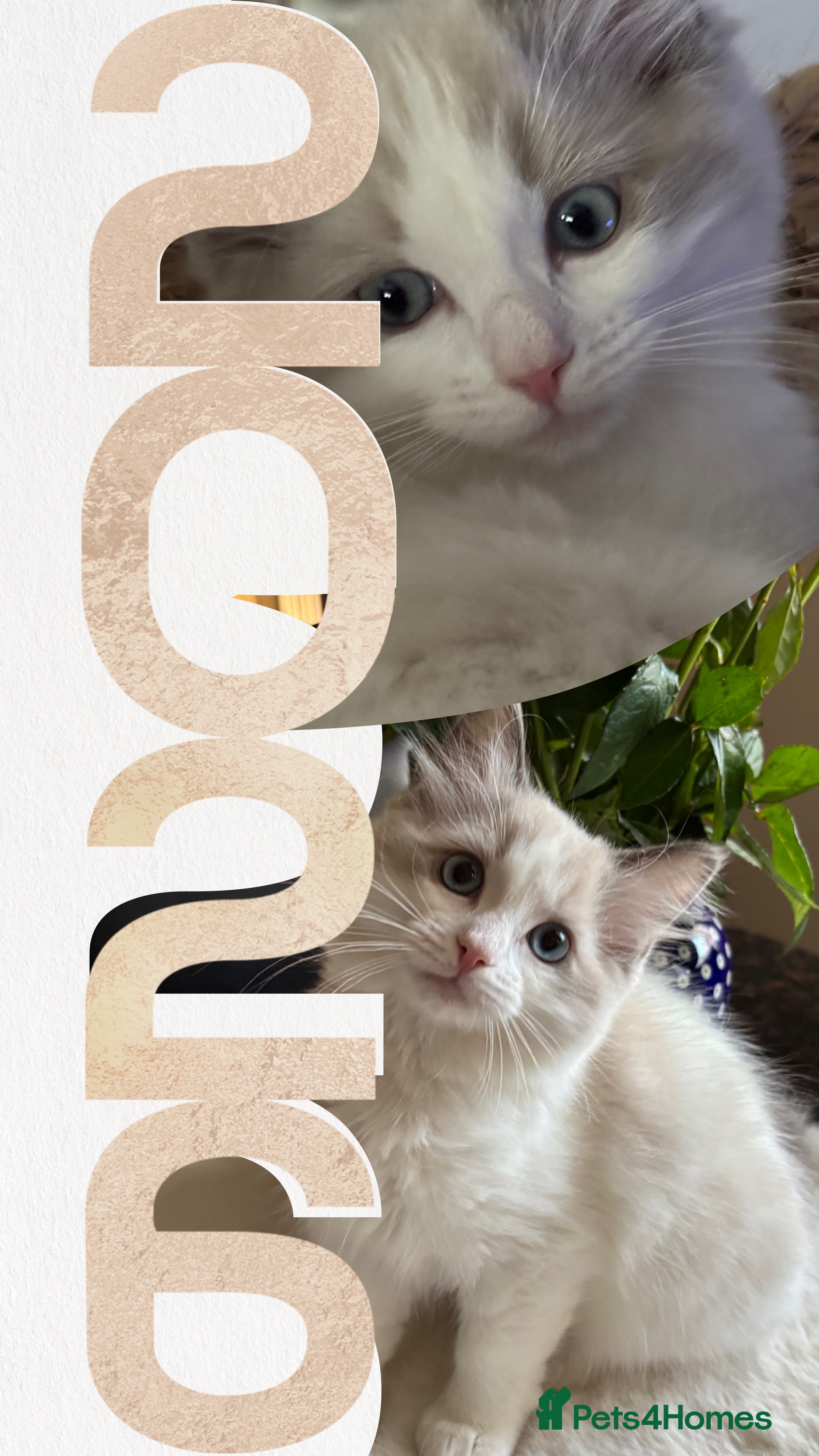 Ragdoll cats 💙Last GCCF Ragdoll Boy left - Blue bicolour  - Advert 15