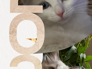 Ragdoll cats 💙Last GCCF Ragdoll Boy left - Blue bicolour - Advert 15