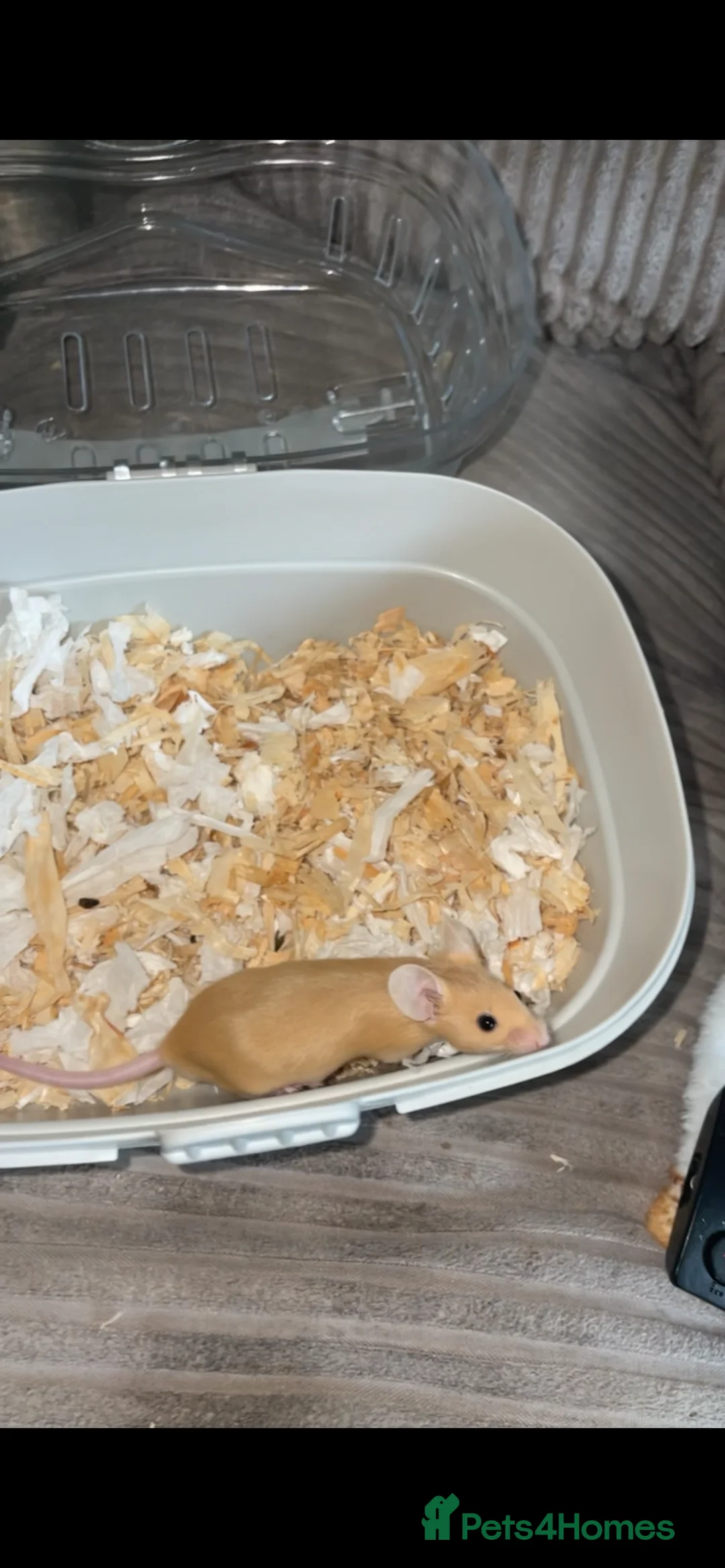 Mouse rodents for sale: Male mice  - Advert 8
