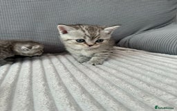 Scottish Fold cats for sale: Scottish fold kittens - Image 12