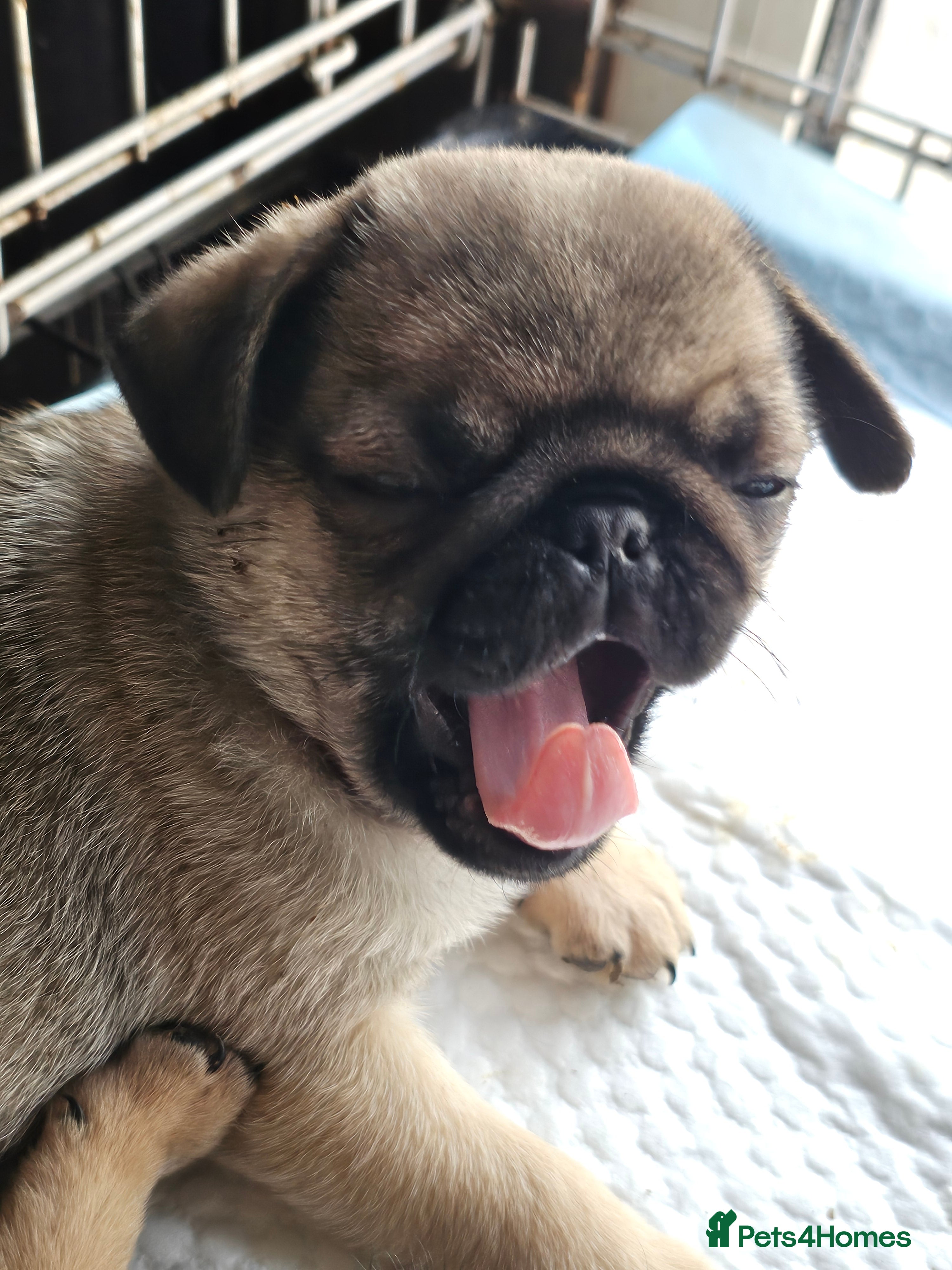 Pug dogs Pug puppies Kc registered  - Advert 1