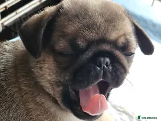 Pug dogs Pug puppies Kc registered - Advert 1