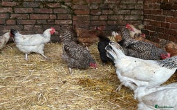Chickens poultry for sale: Mixed Laying Chickens - Image 4