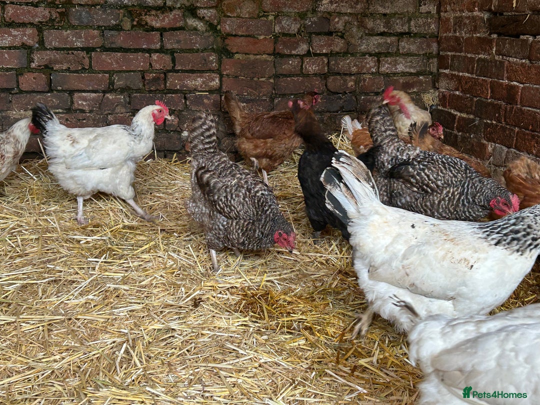 Chickens poultry for sale: Mixed Laying Chickens - Image 4