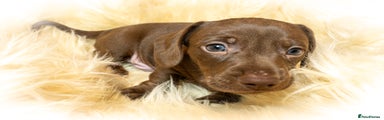 Miniature Dachshund Puppy Mr. Grey