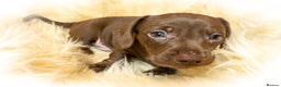 Miniature Dachshund dogs for sale: Miniature Dachshund - Advert 12