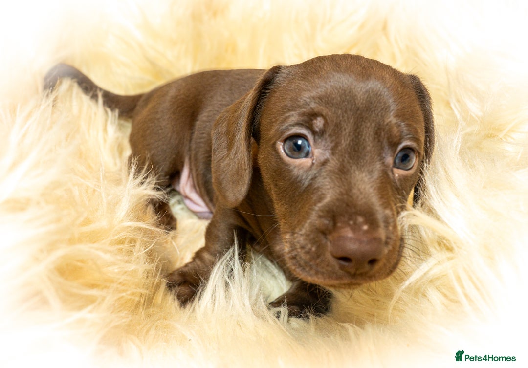 Miniature Dachshund dogs for sale: Miniature Dachshund - Advert 12