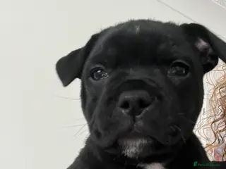 Staffordshire Bull Terrier dogs KC registered Girl Staffordshire bull terrier - Advert 15