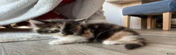 Mixed Breed cats for sale: 4 beautiful kittens looking for there forever home - Advert 5