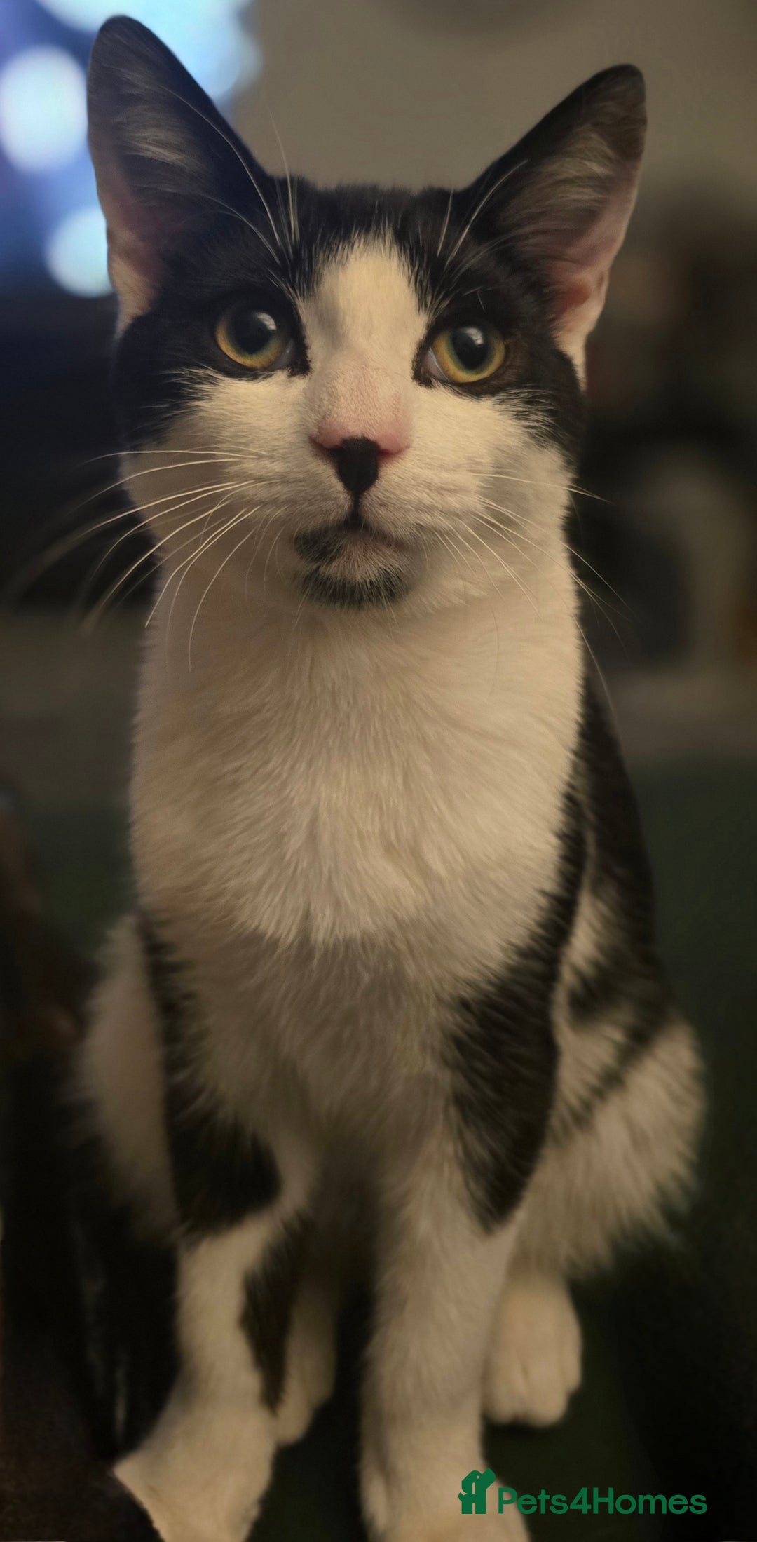 British Shorthair cats for sale: Male approx 6 months black & white - Image 1