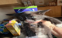 British Shorthair cats for sale: Gorgeous fluffy kittens for sale half bengal  - Image 2
