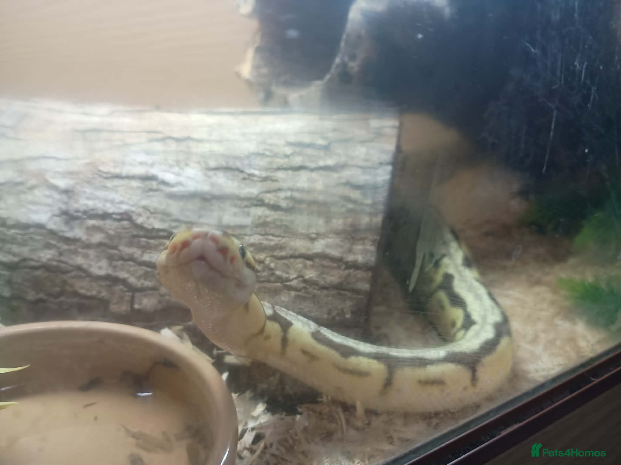 Python Snake reptiles Firebee ball python with viviuram  - Advert 1