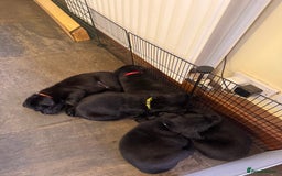 Labrador Retriever dogs for sale: Gorgeous Labrador Puppies - only 5 remaining!! - Image 4