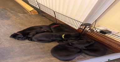Labrador Retriever dogs - Advert 7