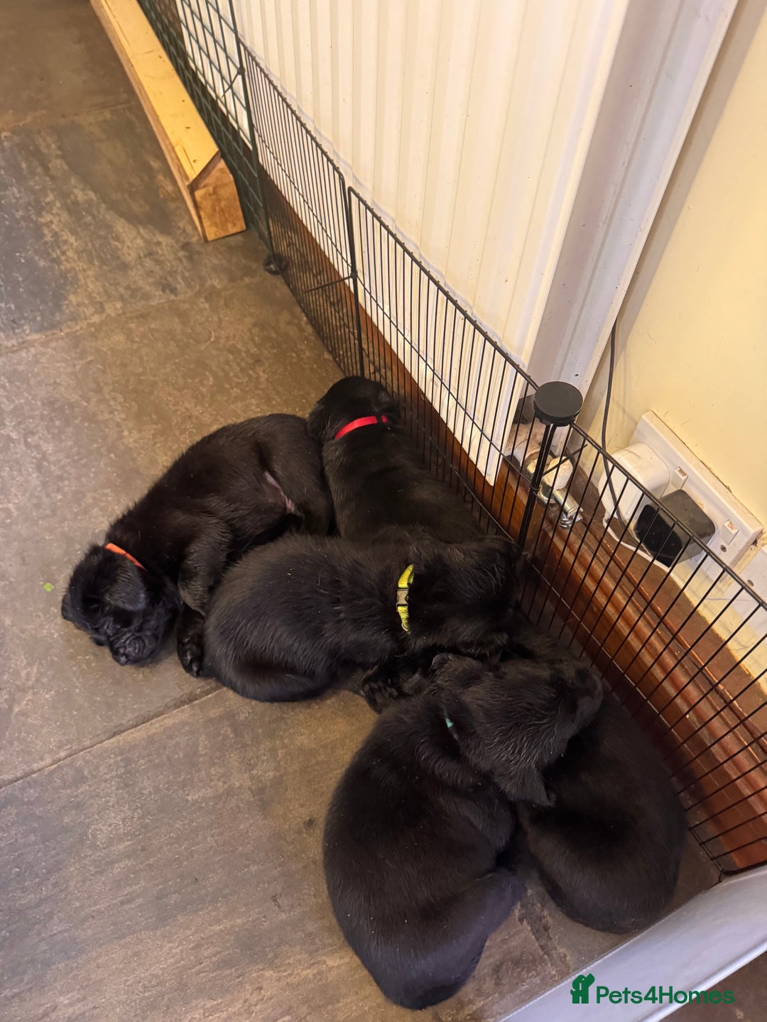 Labrador Retriever dogs for sale: Gorgeous Labrador Puppies - only 5 remaining!! - Image 4
