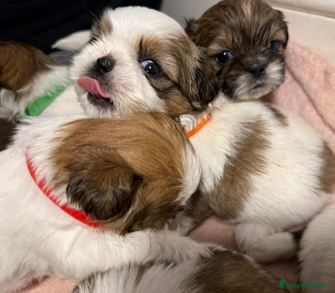 Shih Tzu dogs for sale: Beautiful Tricolour Mini Shih Tzu Puppies - Advert 13
