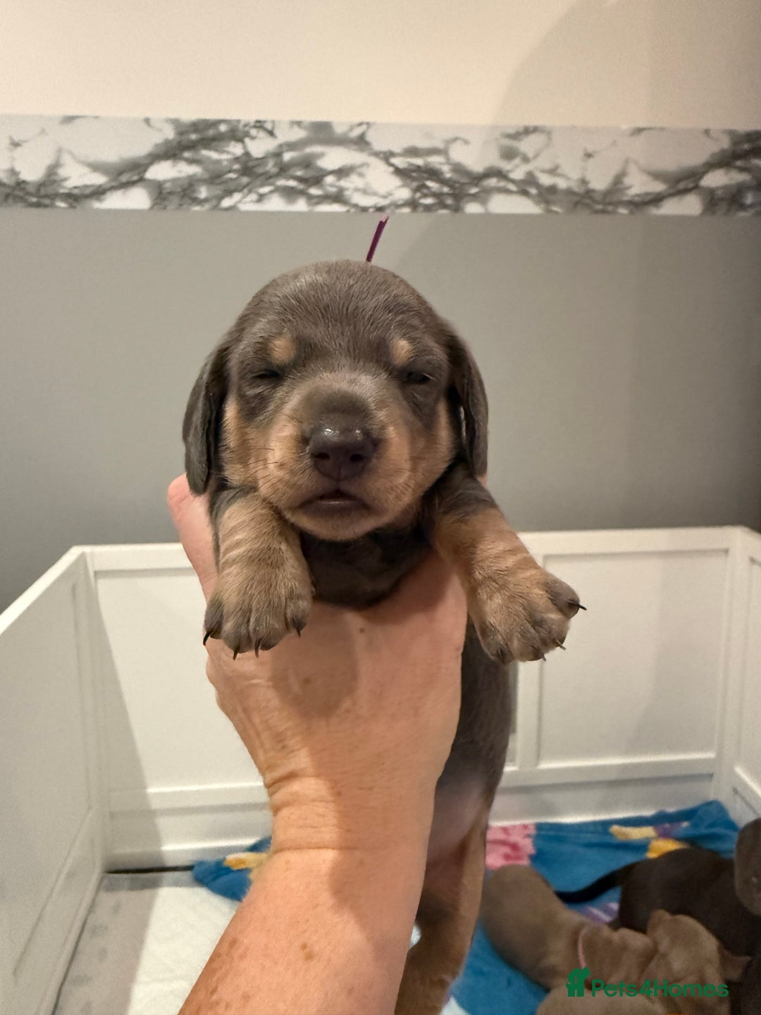 Dachshund dogs for sale: Health Tested Parents Dachshund Puppies   - Advert 21