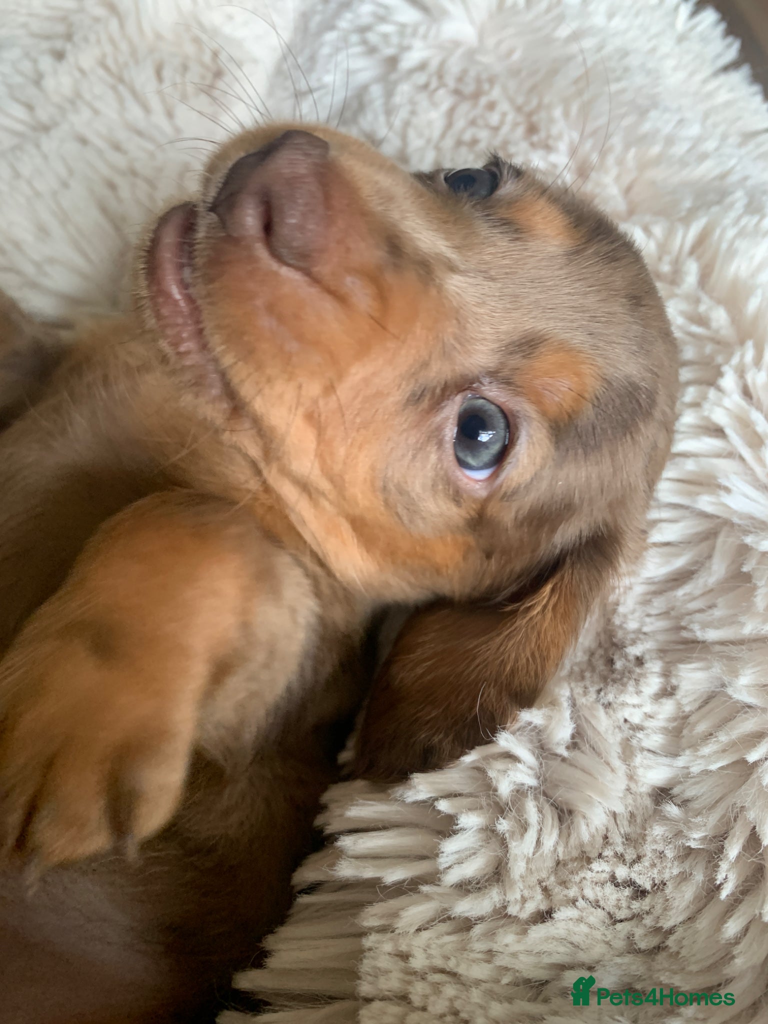 Dachshund dogs Miniature dachshund puppies 4 boys - Advert 2