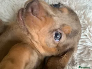 Dachshund dogs Miniature dachshund puppies 4 boys - Advert 6