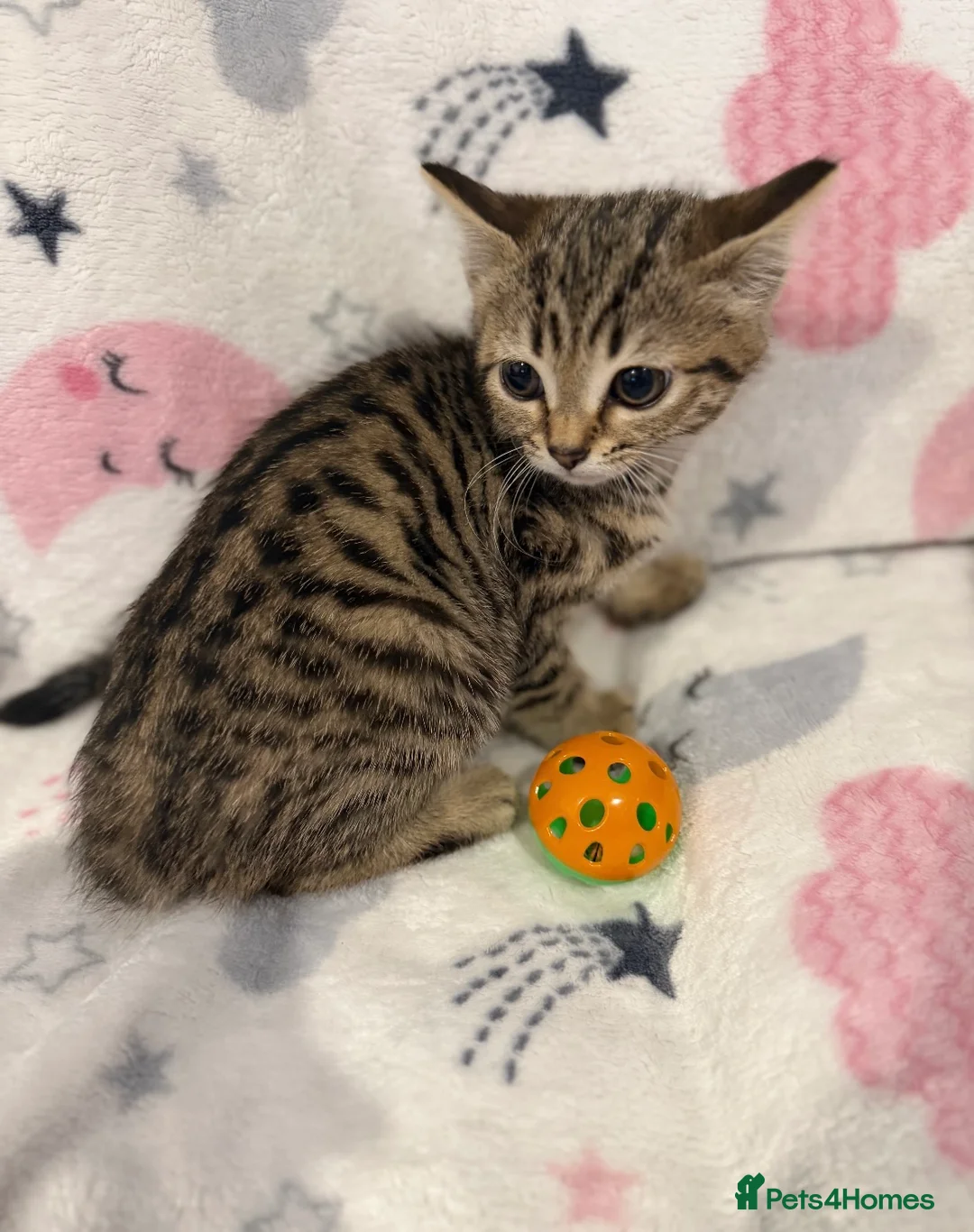 Mixed Breed cats for sale: Shorthair kittens x bengal kittens  - Advert 3