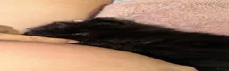 Pomeranian dogs for sale: Black Pomeranian boy in Swanscombe - Advert 3